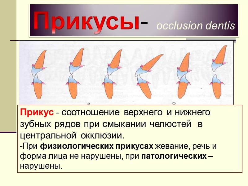 Прикусы- occlusion dentis Прикус - соотношение верхнего и нижнего зубных рядов при смыкании челюстей